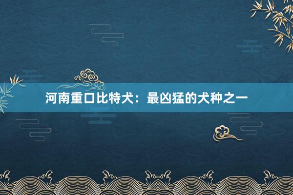 河南重口比特犬：最凶猛的犬种之一